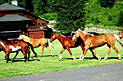 Bar W Guest Ranch