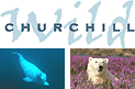 Churchill Wild